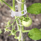 💥 Műanyag növénykötözők - növények rögzítéséhez🌱🍅