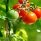 💥 Műanyag növénykötözők - növények rögzítéséhez🌱🍅