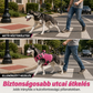 🐕✨Vízálló, strapabíró oxfordi szövetből készült kutyahátizsák – biztonságos, állítható, kényelmes viselet